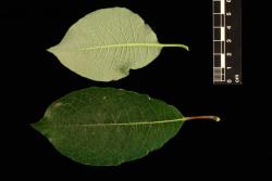 Salix caprea. Leaves showing upper surface (bottom) and lower surface.
 Image: D. Glenny © Landcare Research 2020 CC BY 4.0